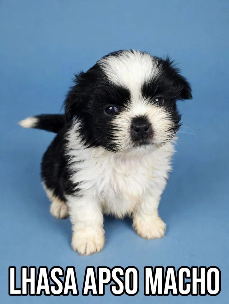 Lhasa apso macho