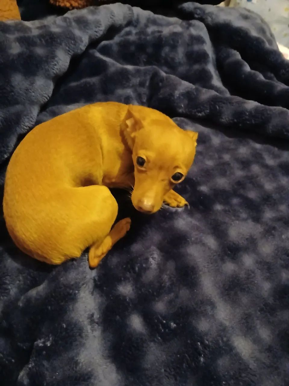 Pincher  - Foto 2