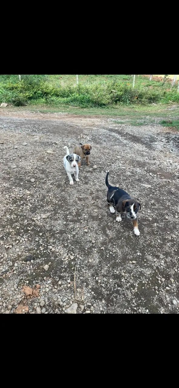 Cachorros  - Foto 3