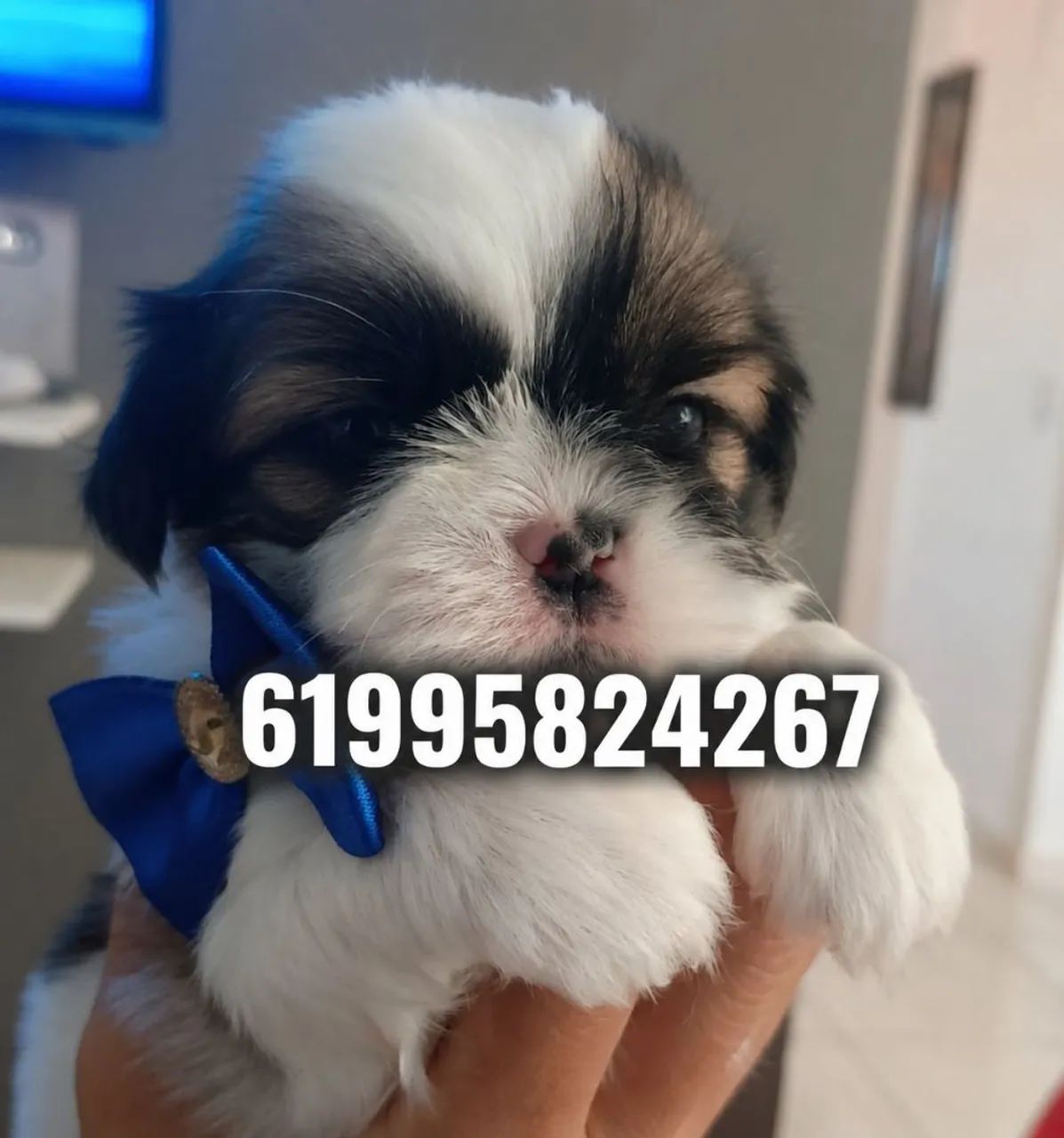 Shih tzu 