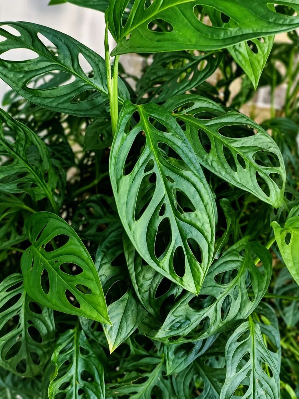 PLANTA MONSTERA ADANSONII