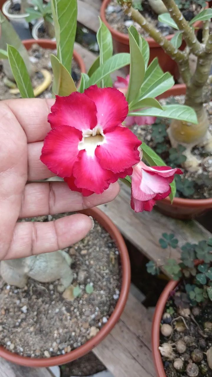 Rosa do deserto  - Foto 3