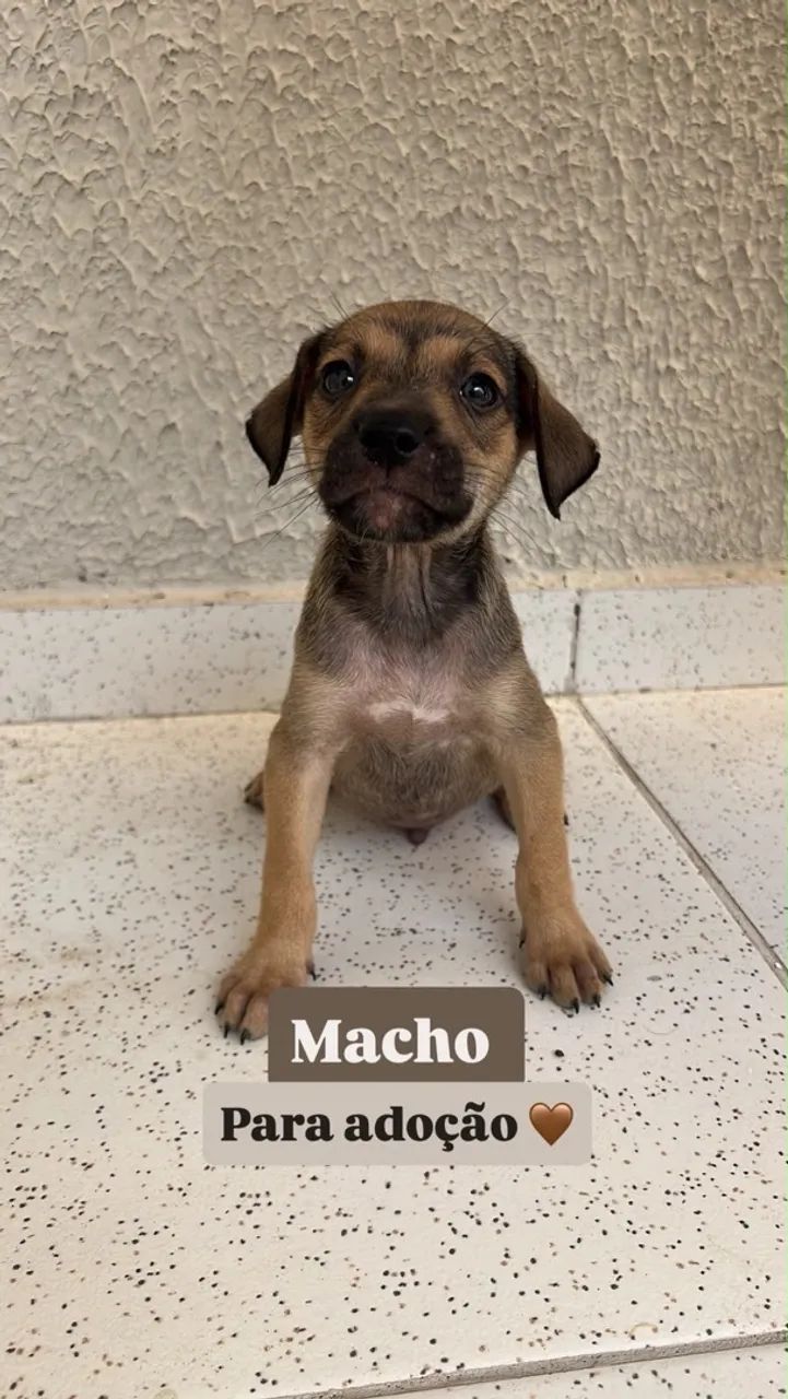 Cachorrinhos para doação  - Foto 3