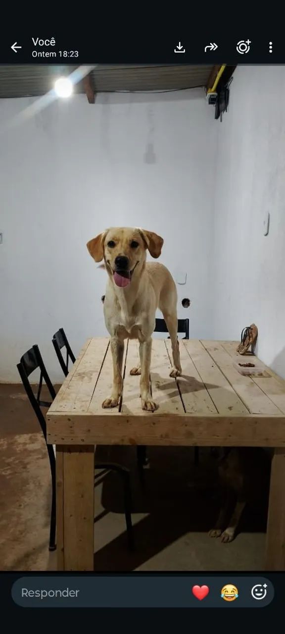 Doação labradora legítima  - Foto 2
