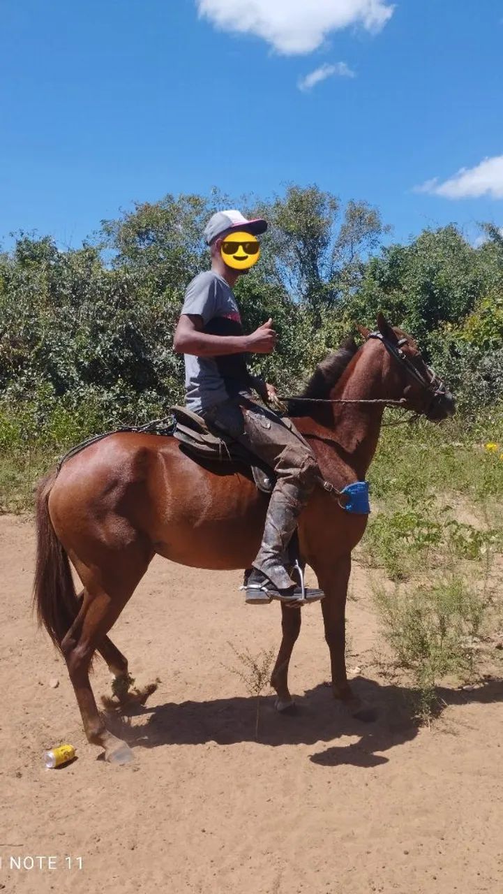 Vendo ou troco egua mestiça qm - Foto 2