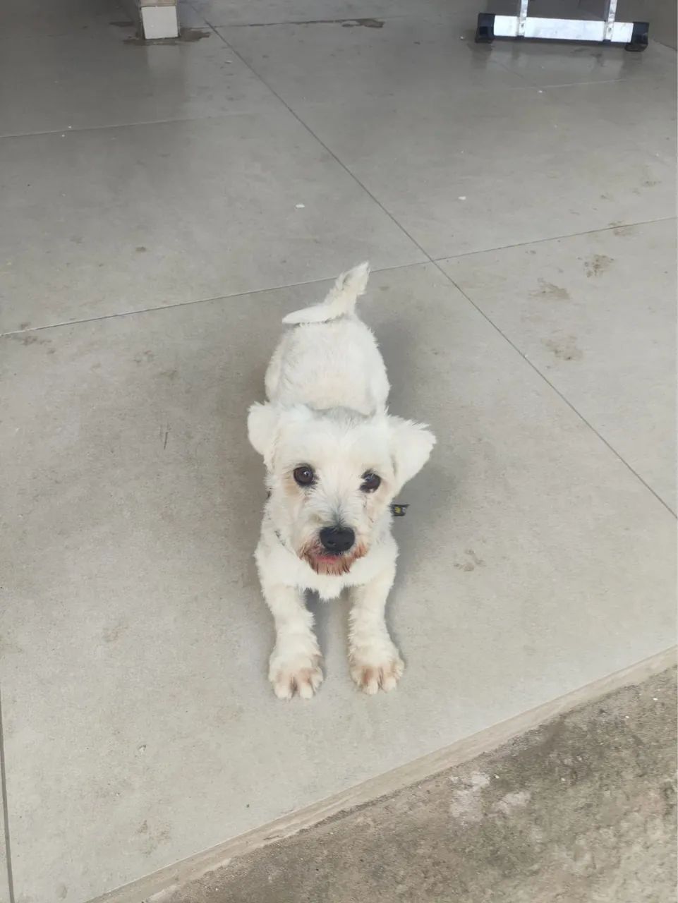 Doa-se cachorrinho raça Malltes  - Foto 4