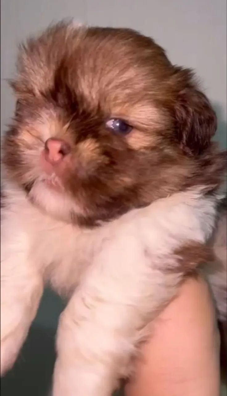 Shih tzu - Foto 3