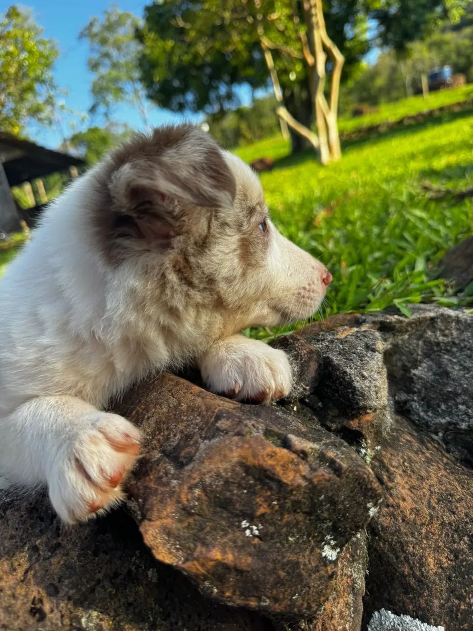 Border collie  - Foto 4
