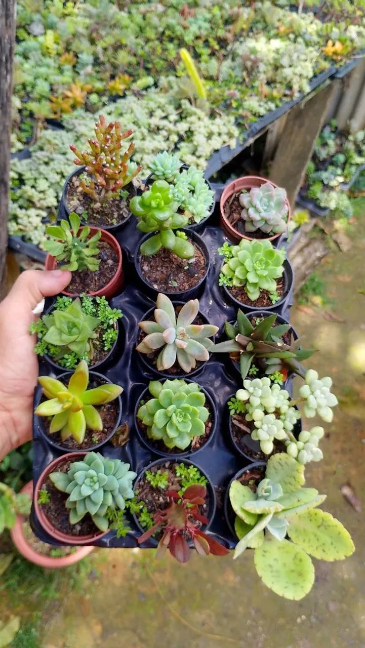suculentas  - Foto 5
