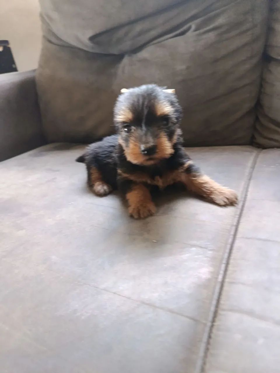 yorkshire mine - Foto 3