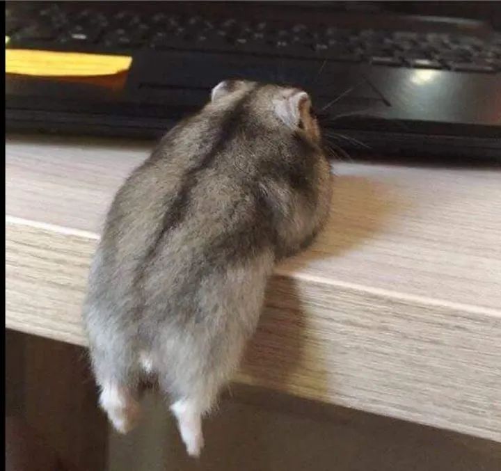 Filhotes de Hamster - Foto 5