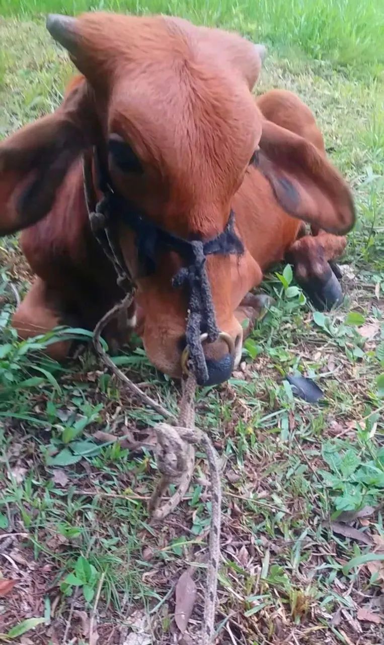 Terneiro Gir mansinho  - Foto 4