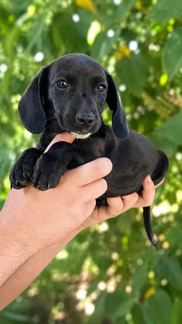 Dachshund miniatura