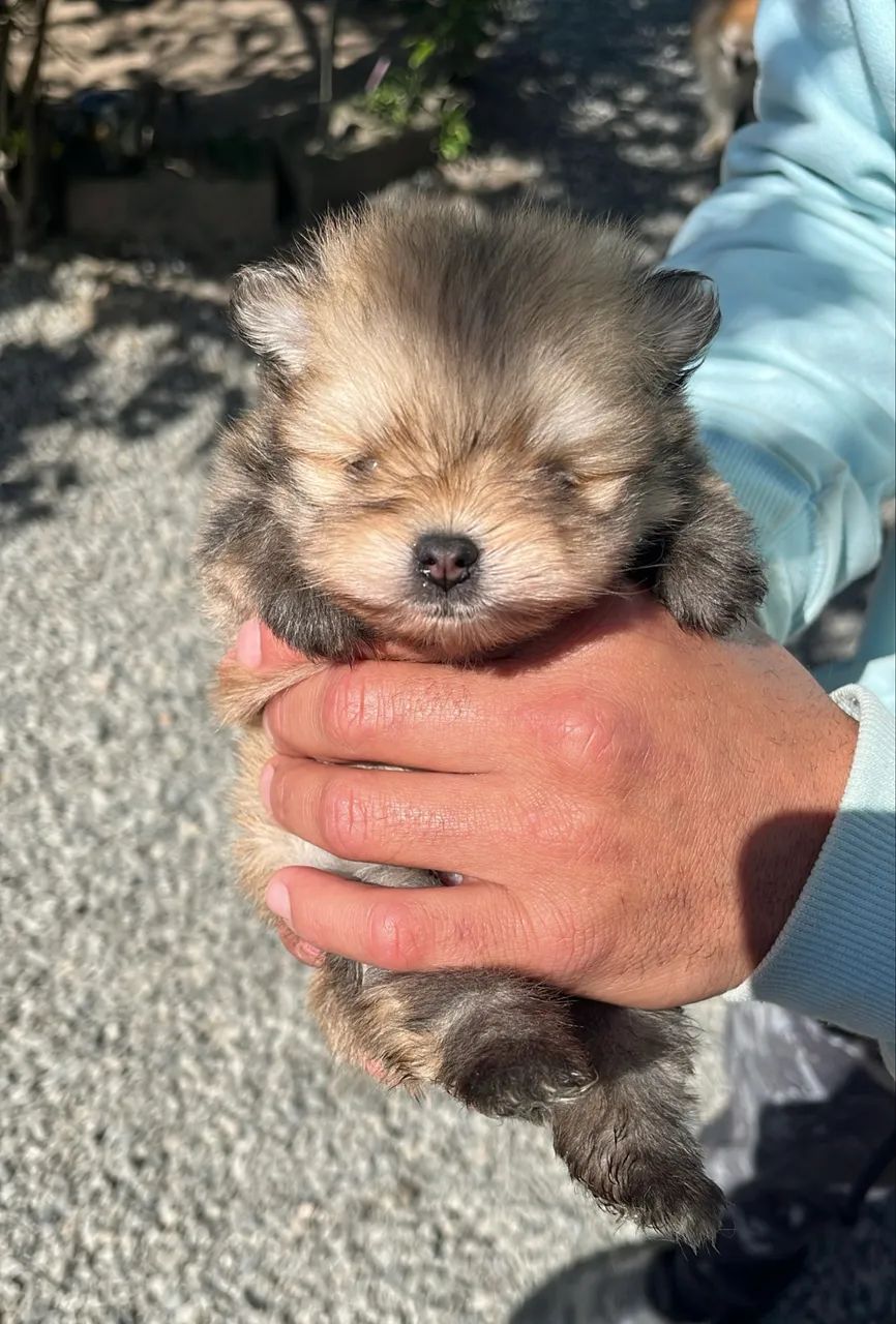 Cachorro - Foto 3