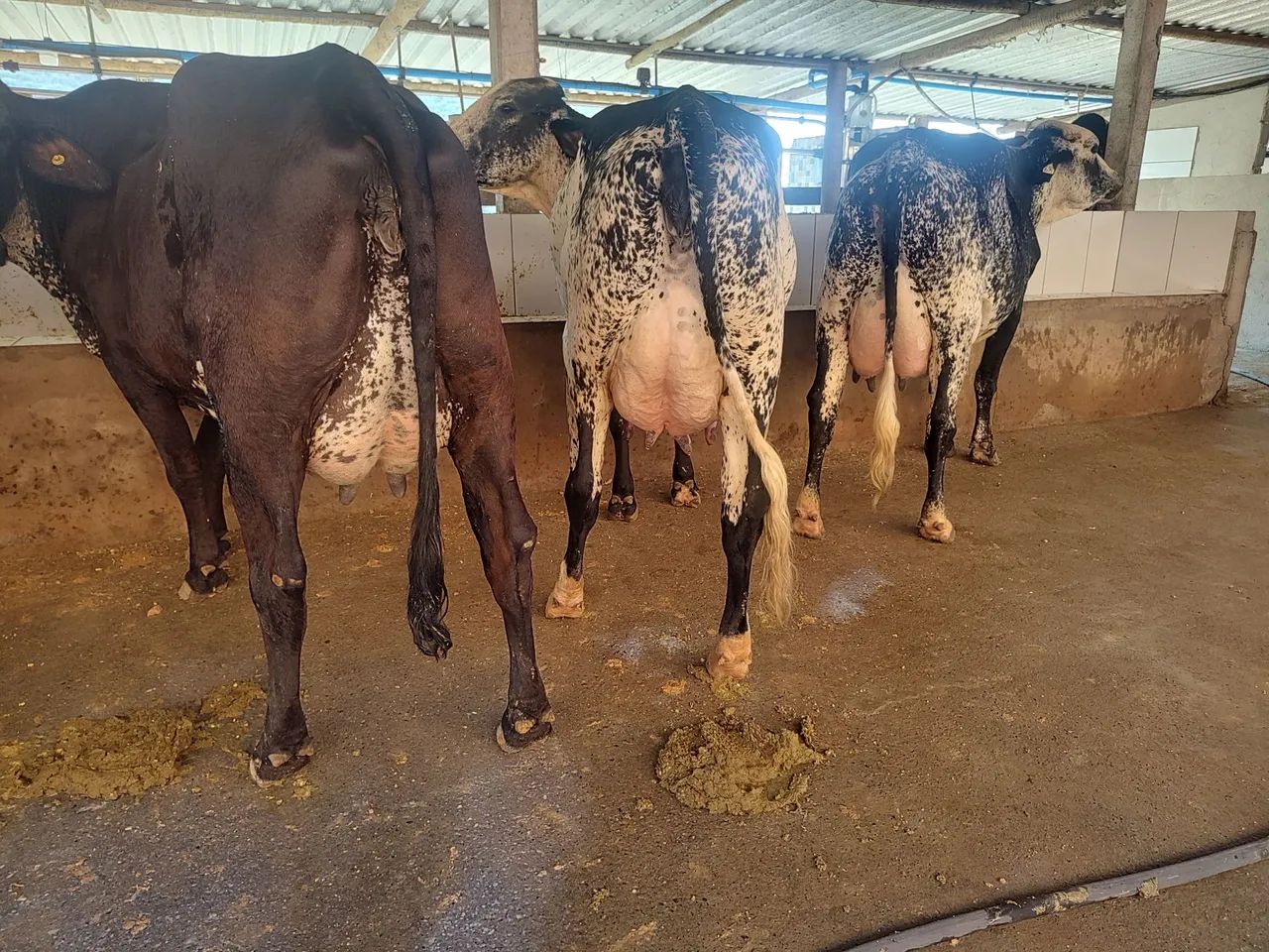 Vacas girolando 1/2 sangue de FIV 
