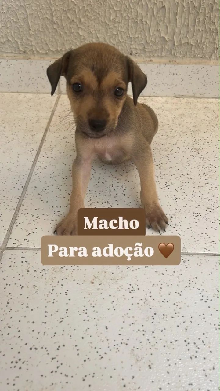 Cachorrinhos para doação  - Foto 2