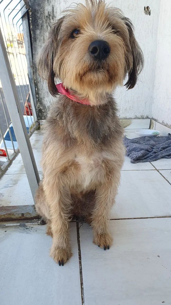 Doação de cadelinha - Foto 4