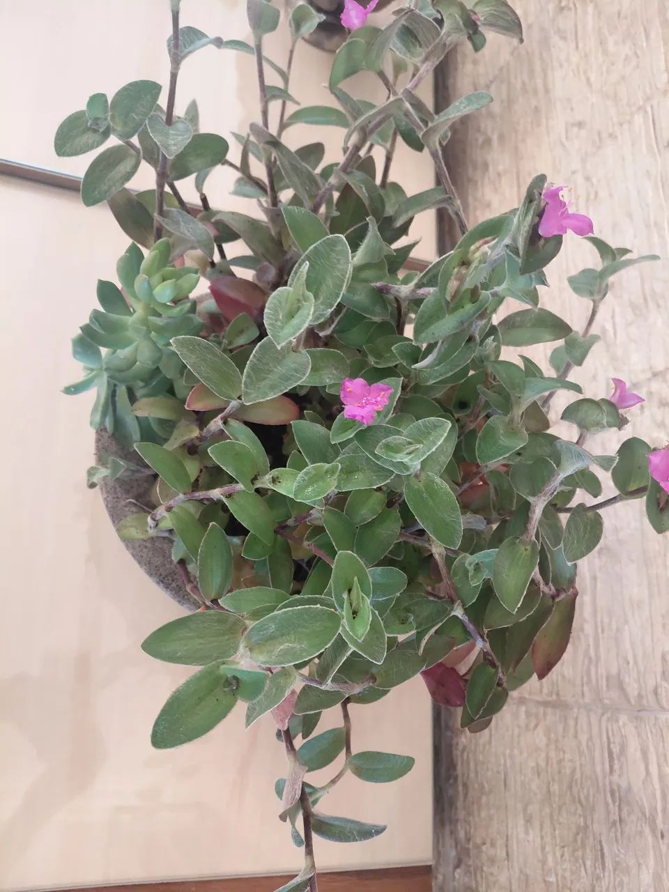 Suculentas  - Foto 5