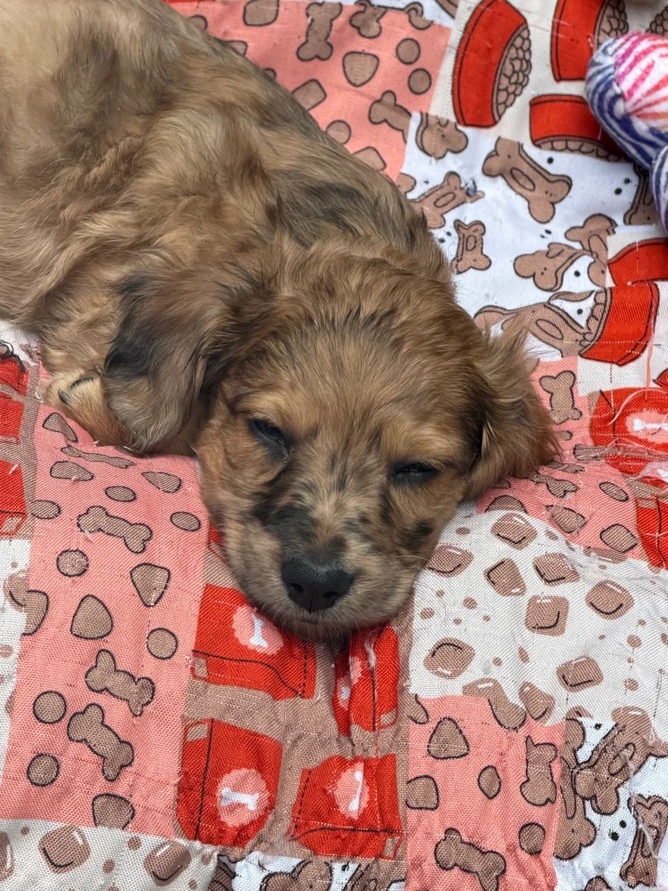 Daschshund pelo longo  - Foto 3
