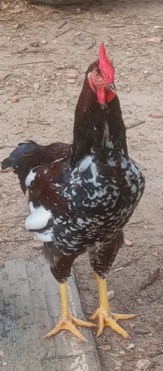 Frango GSB Exemplar de boa Genética com  105 dias de nascido  R$ 200,00 - Foto 2