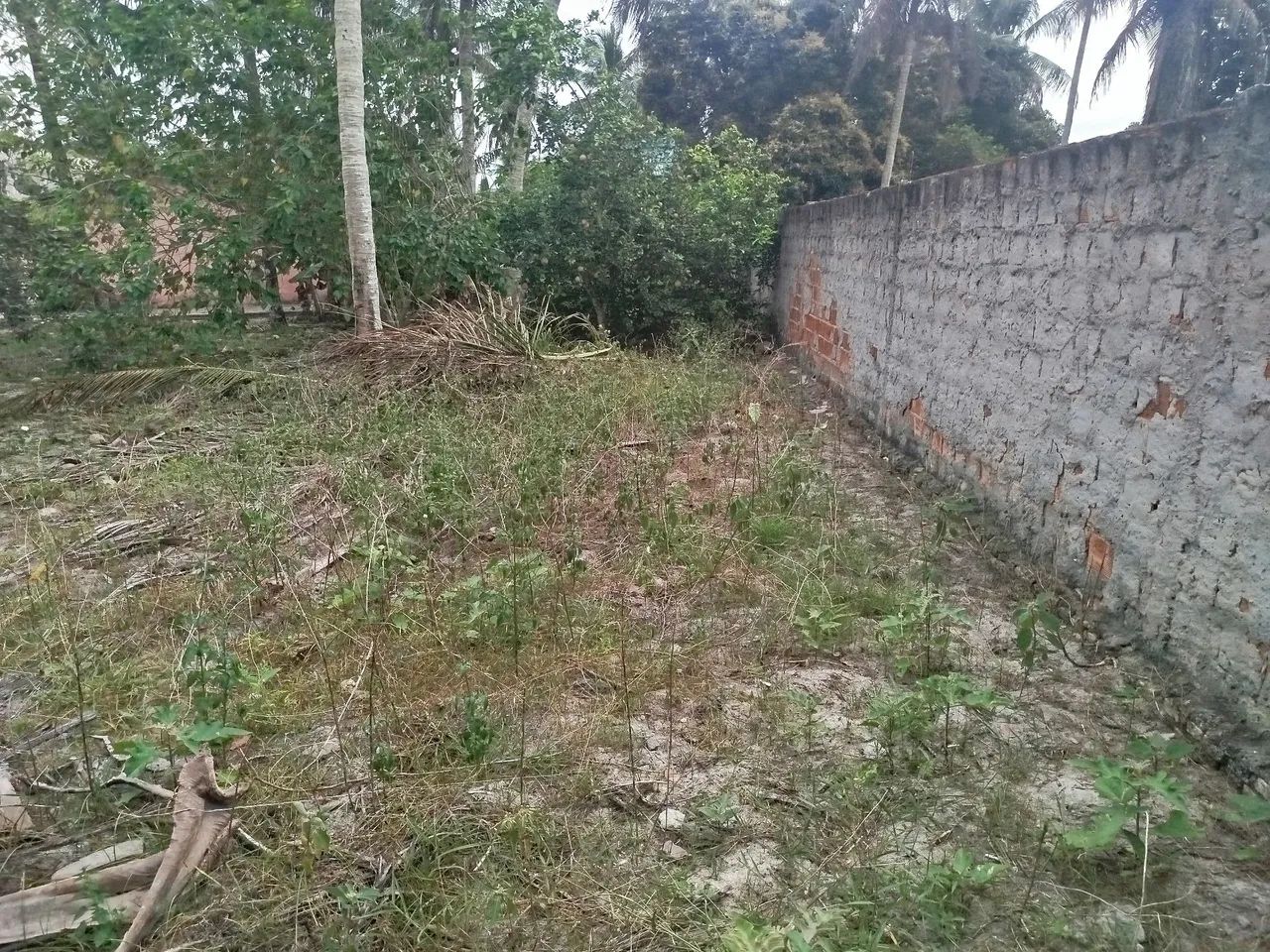 Lote - Foto 3