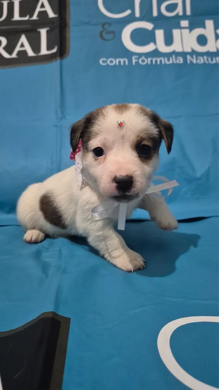 Jack russel  - Foto 3