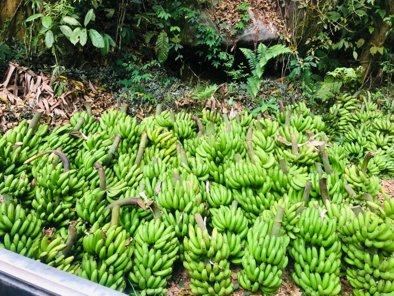 Vaga de caseiro em Silva Jardim/Bananeiras - Foto 2