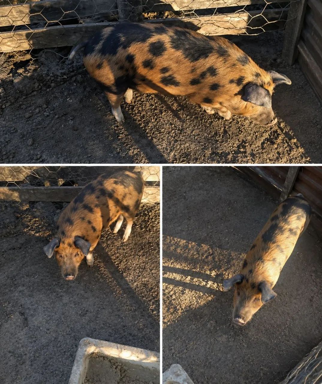 Vendo leitoa 