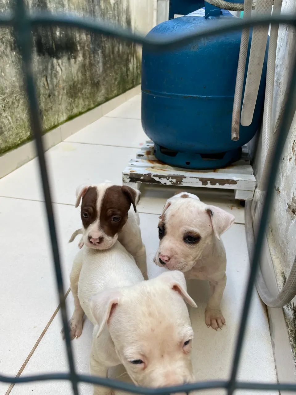 3 filhotes de pitbull apbt