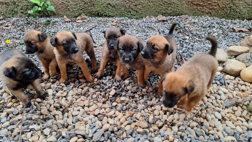 Pastor Belga Malinois - lindos filhotes machos e fêmeas! Oportunidade! - Foto 3