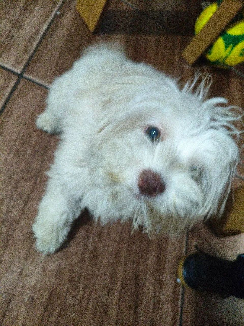 Vende -essa cachorra 