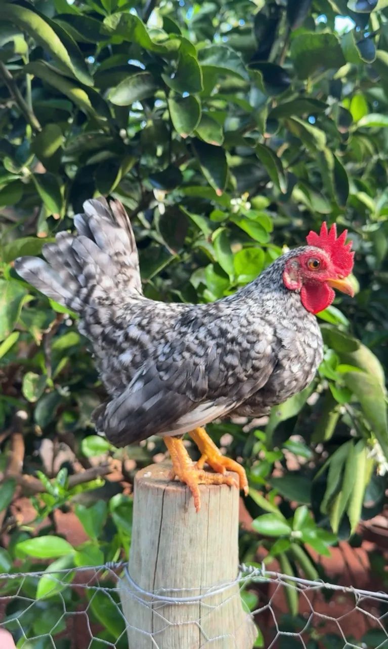 Franguinho garnize