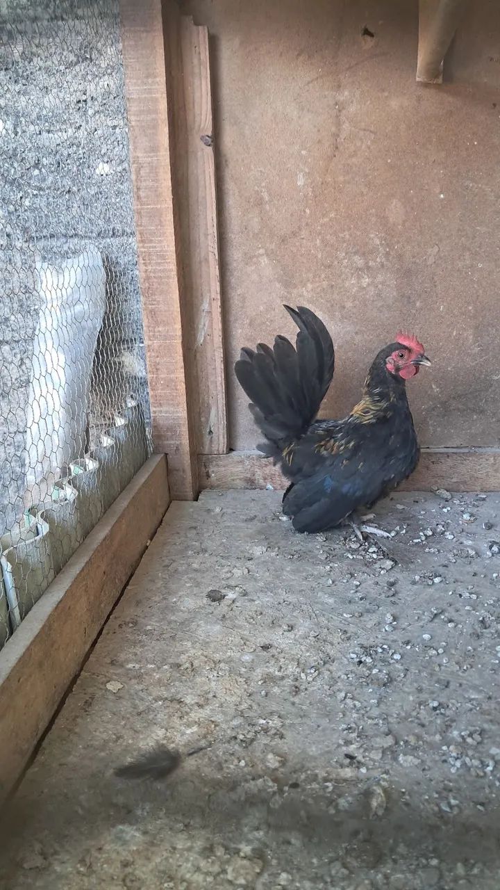 Frango Nagasaki e um galo garnize