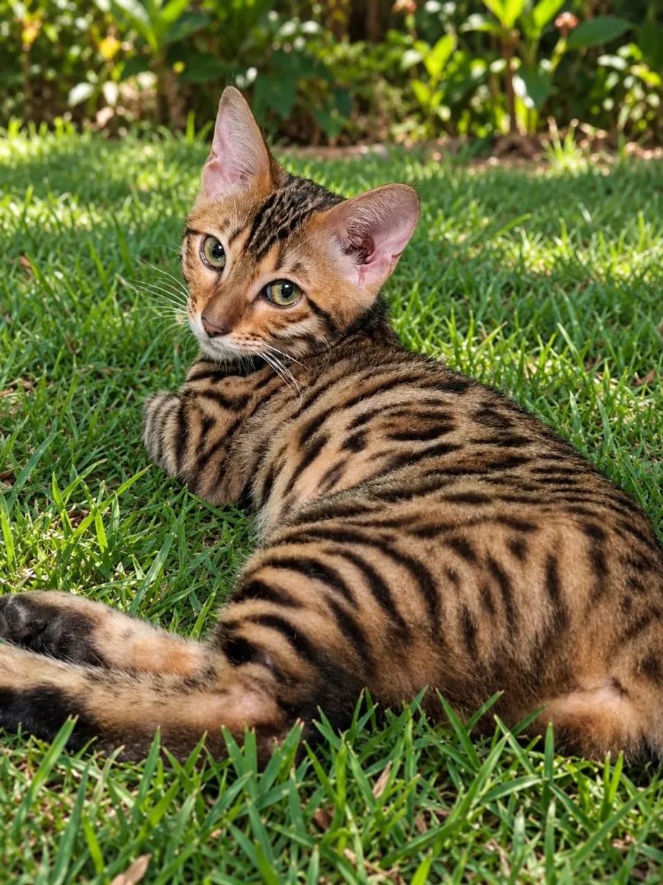 Bengal Disponível 