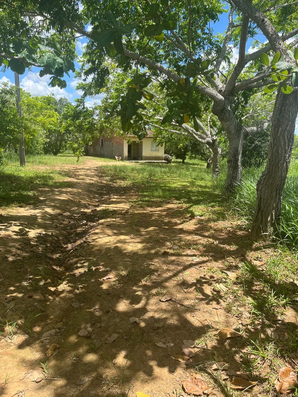 Sitio em chã de alegria  - Foto 2