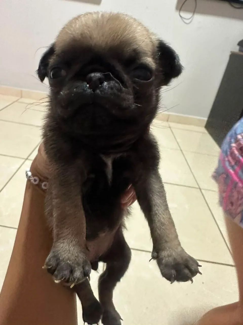 Pug fêmea pura.