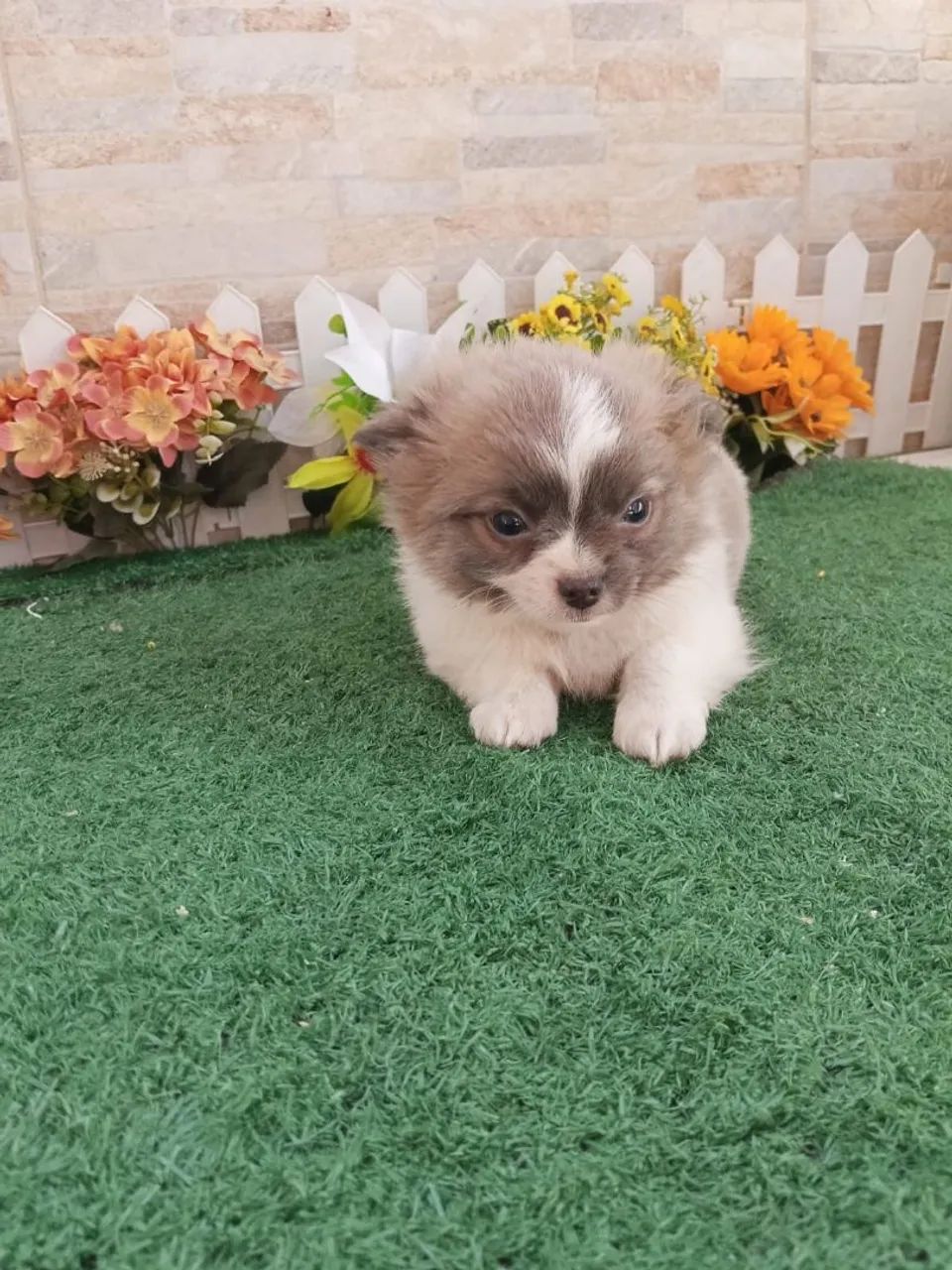Chihuahua  - Foto 2