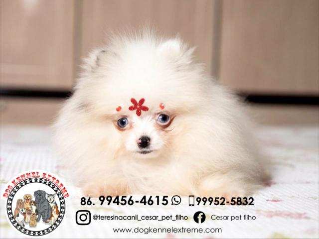 Spitz Alemão Anão Canil Teresina Lulu Da Pomerânia - Foto 2