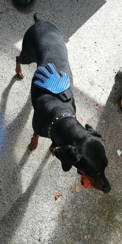 Luva Escova Nano Magnetica tira Pelos dos Pets Cães e Gatos - Foto 4