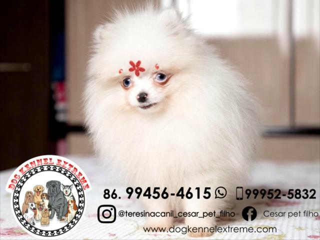 Spitz Alemão Anão Canil Teresina Lulu Da Pomerânia - Foto 3