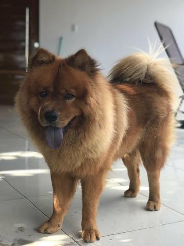 Chow-Chow