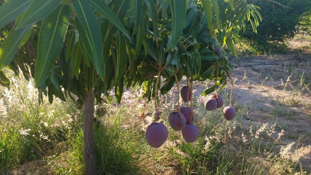 Vendo ou troco chácara na estrada da adutora - Foto 10