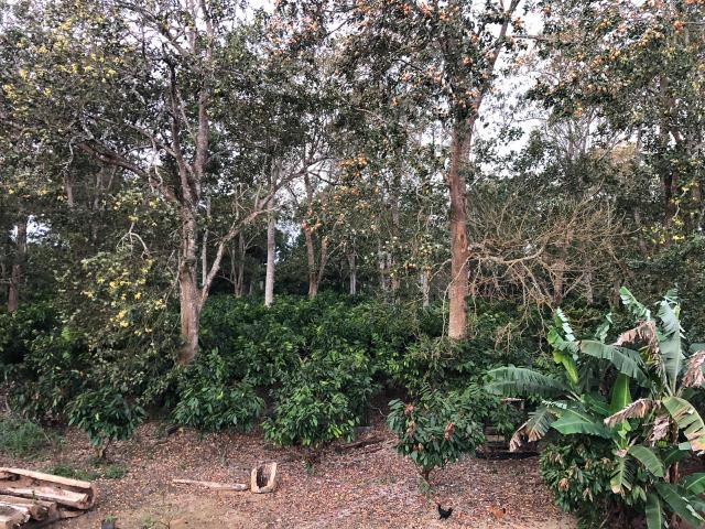 Fazenda produtora de Cacau em Linhares 70mil - Foto 19