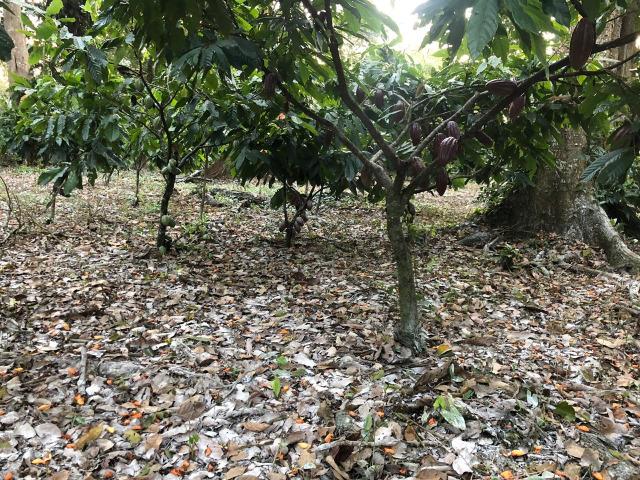 Fazenda produtora de Cacau em Linhares 70mil - Foto 16