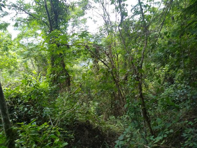 Sítio são Pau amarelo 5 Alqueires - Foto 2
