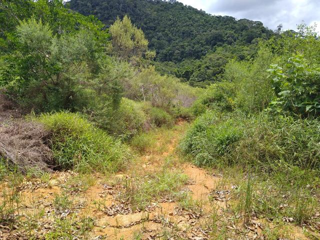 Sítio são Pau amarelo 5 Alqueires - Foto 16