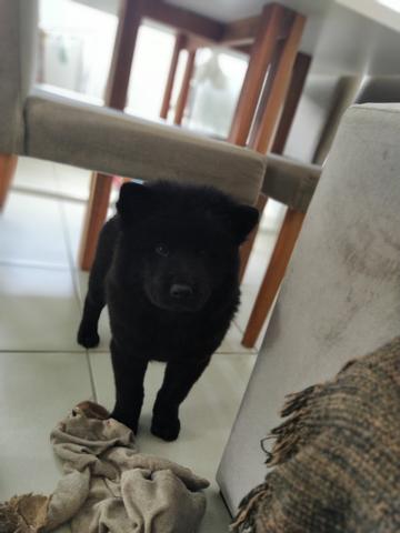 Chow Chow Fêmea