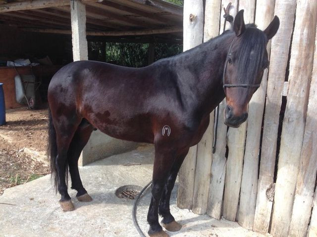Cavalo Mangalarga - Foto 3