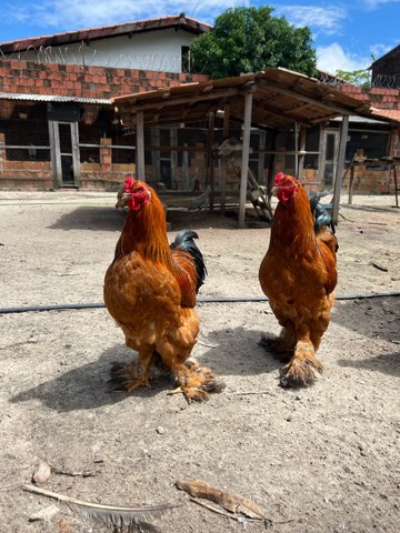 Casal de Galinhas Brahma Buff