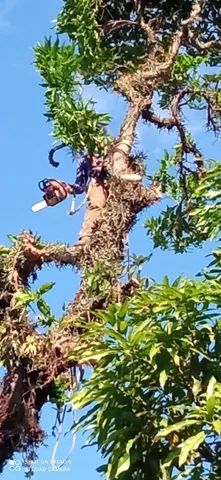 Poda de árvores ? limpeza de coqueiros * - Foto 5
